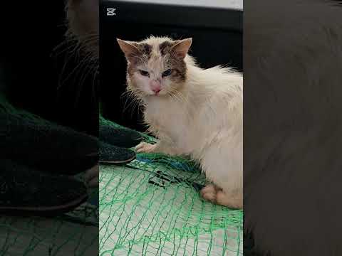 捨て猫保護#野良猫保護#救助#入院#Abandoned cat protection #feral cat protection #rescue #hospitalization