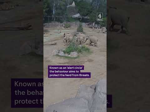 Elephants react to earthquake