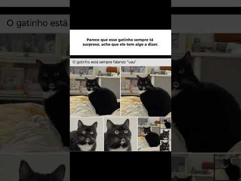 Esse gato tá sempre com cara de surpreso, acho que ele quer dizer algo