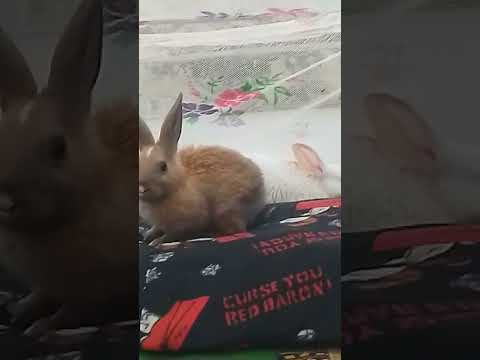 #rabbit खरगोश वाला वीडियो