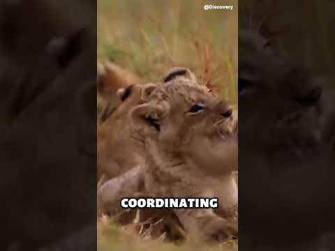How intelligent are lions? #shorts #animals #animalkingdom #wildlife #lion #lionpride