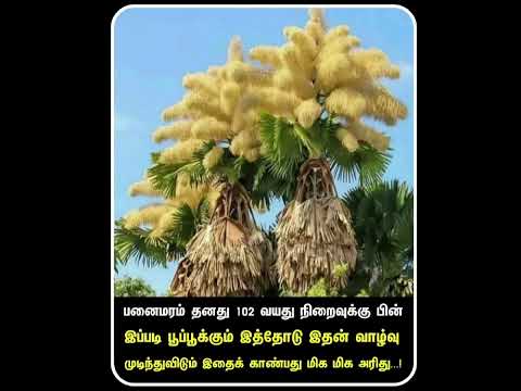பனை பூ (பனைமரம் தனது 102 வயது நிறைவுக்கு பின்இப்படி பூப்பூக்கும்)