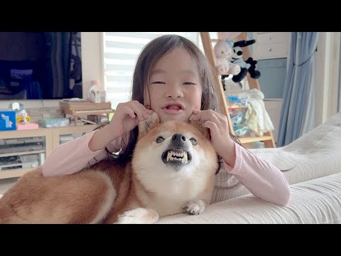 ６歳娘と柴犬おねーちゃんの絶妙な関係性