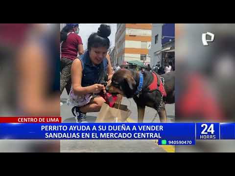 Perrito con cáncer vende sandalias en Centro de Lima y se hace viral en redes sociales (2/2)