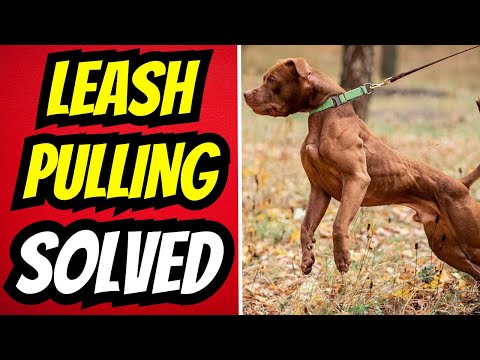 Dog Walks Made EASY, Stop Your Dog from Pulling on Leash! Tips And Tricks For Walking Your Dog.