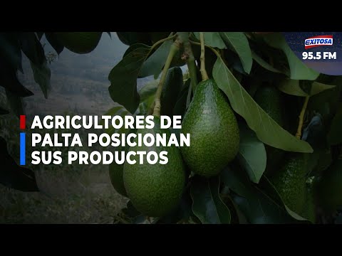 Agricultores de palta posicionan sus productos en mercados internacionales