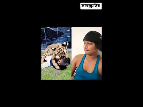 এই বাচ্চার সাথে কি হলো এইটা 😱 #animals #duet #comedysc #danceperformance #funny #real Bengal Tiger