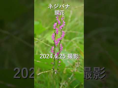 野生のラン【ネジバナ】 #ネジバナ　#リラックス  #植物