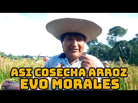 EVO MORALES JUNTO SENADOR LEONARDO LOZA COSECHANDO ARROZ EN SU CHACO DE SAN FRANCISCO..