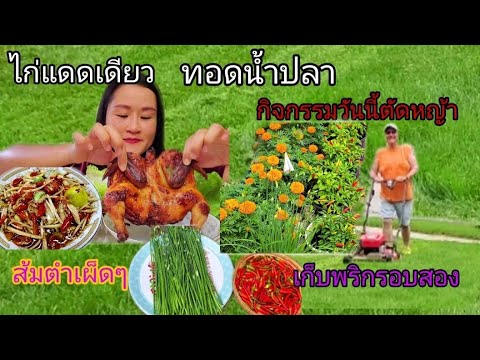 มาหยุ่มตำบักหุ่งกับไก่แดดเดียว มาหยุ่มตำบักหุ่งกับไก่แดดเดียว
