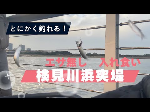 【東京湾釣り】釣れたらこれ作って見て！モテるかも♪今年のカタクチイワシはいつもと違う！