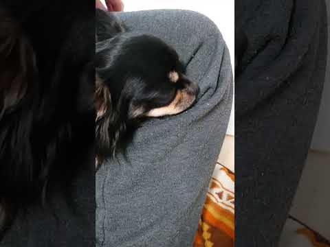 チワワの寝言#チワワ#チワワ多頭飼い#犬の寝言