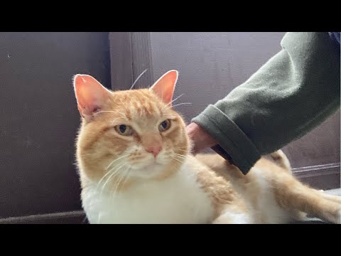 Adopted Transient Stray Is Back After Missing For A Week