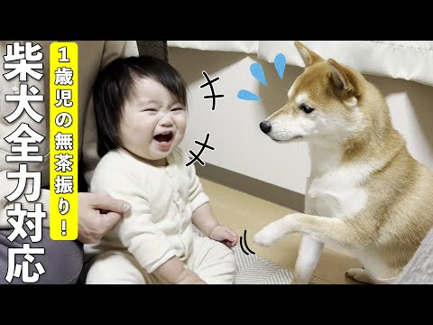 １歳児のわがままに柴犬が全力で付き合ったら大爆笑の結末に…