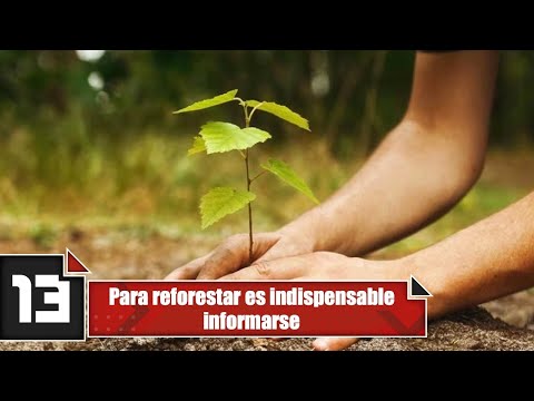 Para reforestar es indispensable informarse