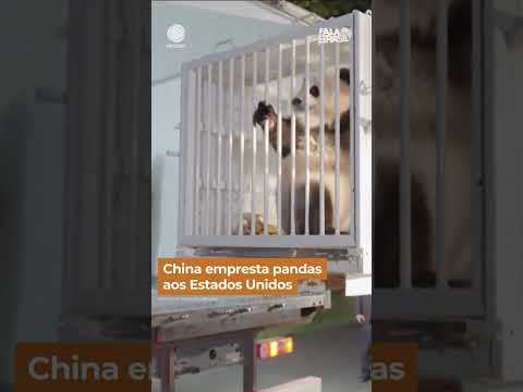 China empresta pandas aos EUA #shorts