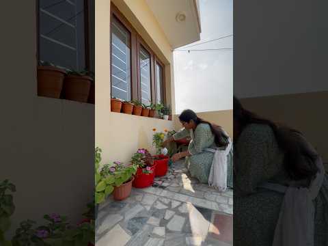2 different Marigold in one pot 🪴🪴🥳 #shorts #ytshorts #short #gardening