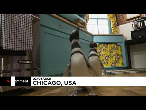 Des pingouins en visite dans les décors de Friends