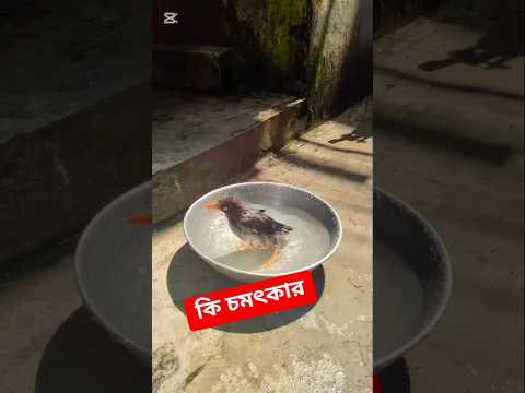 পাখিটা কি করলো দেখুন #song #coversong #bollywood #viralvideos #arijitsingh #jubinnautiyal