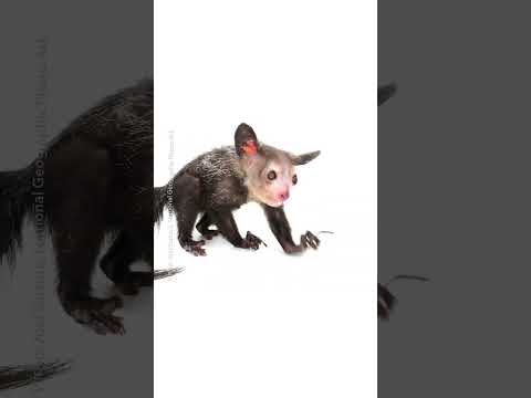 Keep an eye out for an Aye-Aye!
