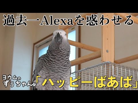 【喋る鳥ずぅvs.アレクサ】ついにAIが本気を出す?!