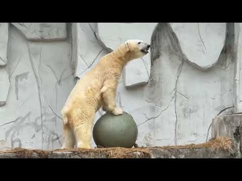 夏のひととき！東山動植物園のホッキョクグマ・フブキくんの様子 サムネイル