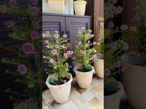 Onze horas #dicasdejardinagem #planta #jardim #onzehoras #jardinagem