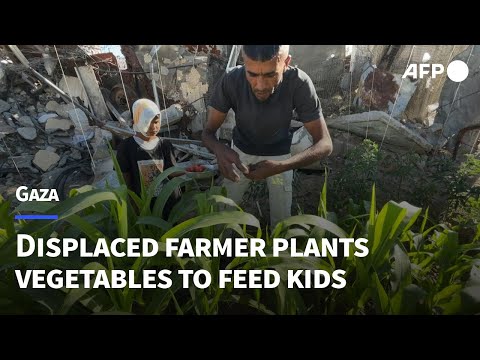 Displaced Gaza farmer grows vegetables amid dire shortages | AFP