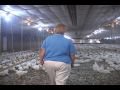 Разведение кур: Chicken Farms - The Real Story