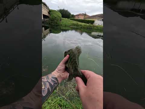 Just Keep Swimming Florida Native Species #fishing #miami #outdoors