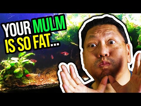 Aquarium Mulm - Your Mulm is SO fat... In this Aquachat video, we explain what aquarium Mulm is and why it's useful... in some cases.

😜