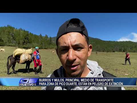 Burro y Mulo, medio de transporte en el Pico Duarte, estan en peligro de extincion | Objetivo 5