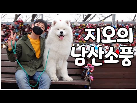 사모예드 지오와 함께한 마지막 산책🐕