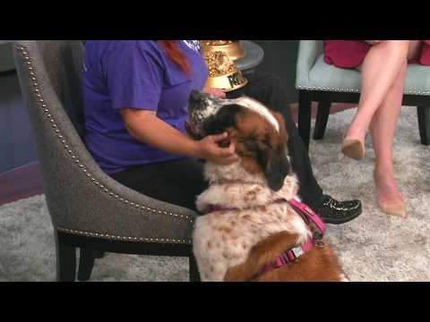 <strong>Sweet</strong> St. Bernard needs a forever <strong>home</strong>