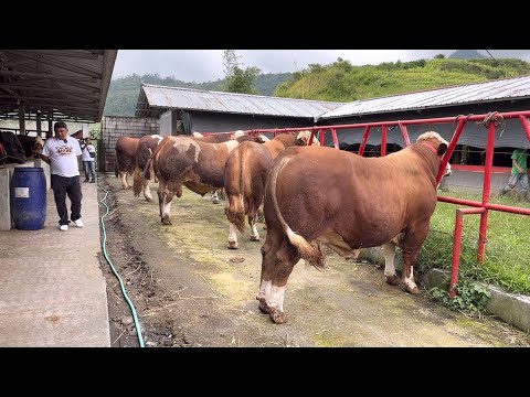 KONTES SAPI TERBESAR SPEKTAKULER BERHADIAH MOBIL, ready kelas sapi Unik 🔥