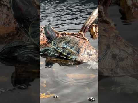 Playful Turtle Enjoying Himself Playful Turtle Enjoying Himself

These turtles love coming up getting on the cork and then sliding o