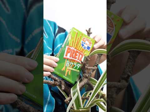 【ナニコレ?】華道家が【ポッキー】生けてみた