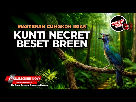 🔴 Roll Tembakan Kasar Cucak Cungkok Gacor Isian Mewah Kunti Breen Beset Masteran Juwara 2025