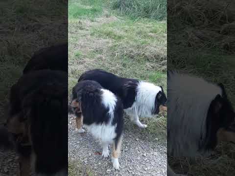 Gipsy & Yaya - Die drei Waldgeister!