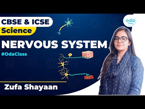 Nervous System | Class 8 | Class 6 | Biology | Oda Class | Zufa Ma’am