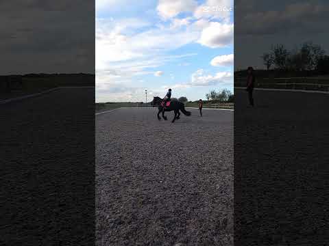 Prince again😍💗 #horse #equestrianjourney #horseriding #horsefan #riding #horsegirl #equestrian