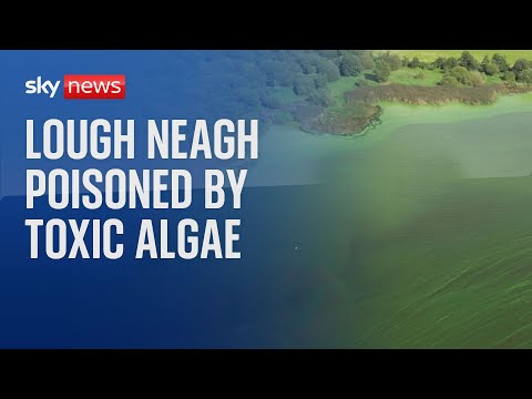 Lough Neagh: The freshwater lake being poisoned by toxic algae