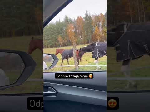 #konie #horse #cover #pony