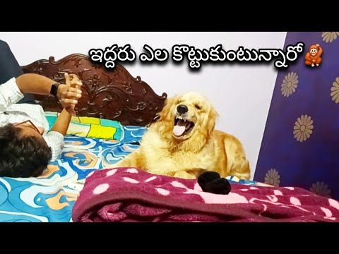 Vikki🐕కి బద్దకం వచ్చింది అందుకే ఇల/@nageswarakka @RowdyVicky08 
