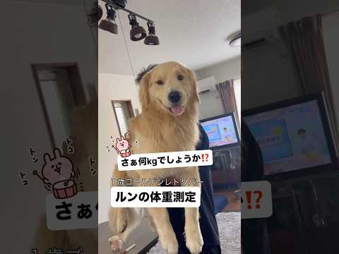 【クイズです‼ 】愛犬は何キロでしょうか⁉