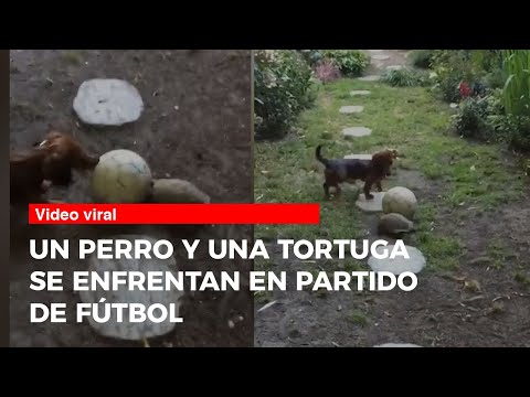 Un perro y una tortuga se enfrentan en partido de fútbol