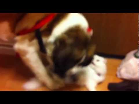 Video: Saint Bernard užpuolė persų Kitty - 