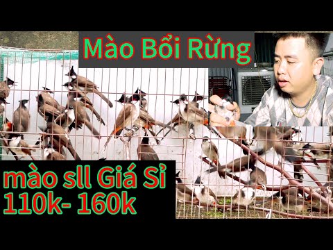 Sỉ Mào Bổi Nguyên Đàn từ Rừng . Mua nhiều giá càng Rẻ .ship toàn quốc lh: 0962.173.954