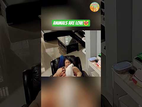 Compilation of cats being messy😹 | #youtubeshorts #youtube #animals #viral #cat #funny #shorts