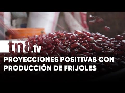 Se espera buena cosecha de frijoles con la postrera en Nicaragua